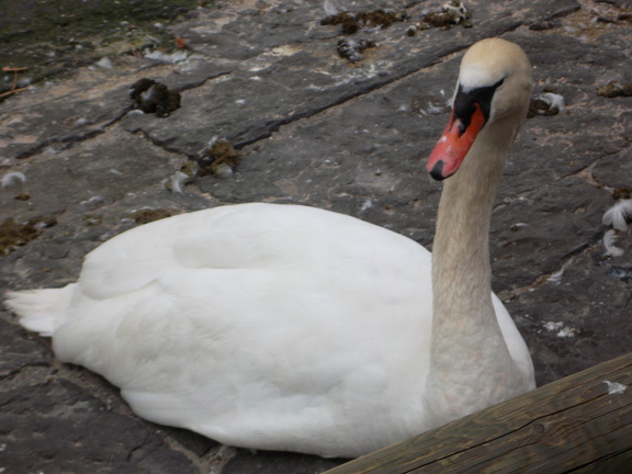 SAM 3181